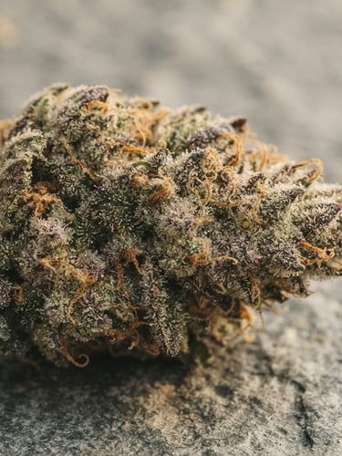 Macro close-up of a pristine, trichome-rich cannabis flower bud on a textured grey stone surface, soft diffused natural morning light, warm undertones, minimalist apothecary aesthetic, 35mm