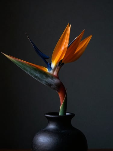 A single dramatic bird of paradise stem in a black ceramic vase, dramatic side-lit chiaroscuro, deep charcoal background, rich saturated colors.