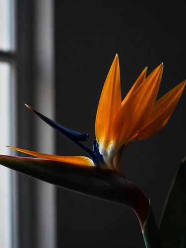 Macro close-up of a single dramatic orange bird of paradise flower, sharp architectural lines, deep charcoal background, side-lit chiaroscuro light, moody editorial photography