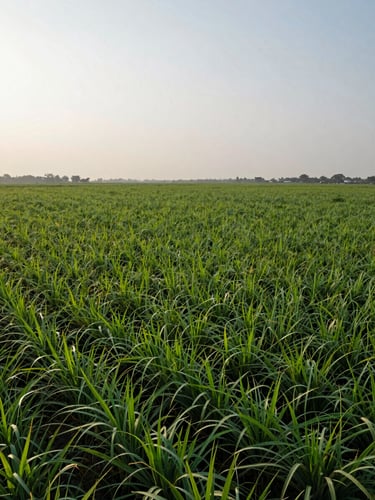 Wide-angle landscape shot of a thriving, high-volume commercial field in India during early morning, healthy green crops stretching to the horizon under a soft overcast sky.