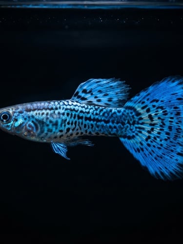 Macro side-profile shot of a male Blue Grass guppy, dramatic overhead LED lighting, deep black background, vibrant iridescent blue and dark spots, tack-sharp focus