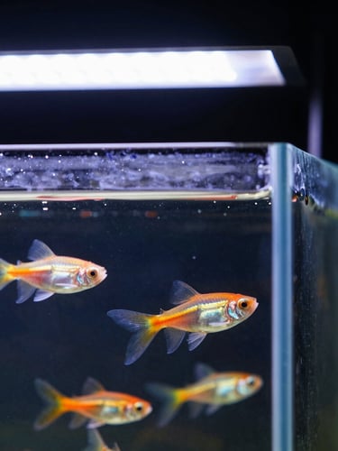 Close-up of clean breeding tanks with black backgrounds, high-intensity overhead LED aquarium lights casting sharp highlights on pristine water