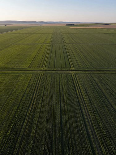 High-angle aerial view of geometrically perfect agricultural fields in Montana, sharp morning light, high contrast, clean lines of crop rows stretching to the horizon.