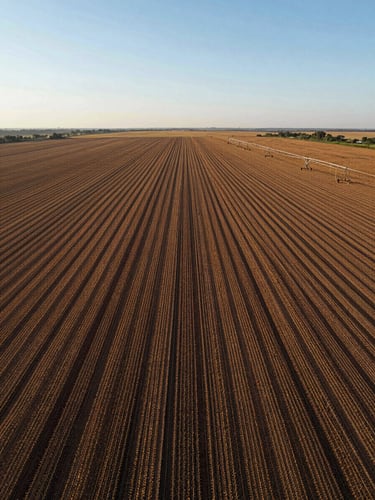 Wide aerial drone view of a large Brazilian Cerrado farm at clear morning light — rows of irrigated soy stretching to the horizon, pivot irrigation visible in the far right third, expansive sky above, no people