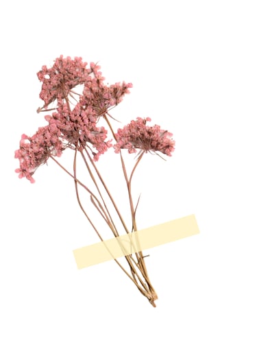 Dried pink wildflowers taped with yellow washi tape on a white background for scrapbooking.