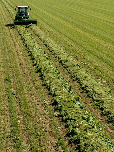 Wide environmental shot of a clean cut-line on an overgrown Slovak field, with a heavy-duty green mulcher visible on the mowed side, bright direct daylight, high contrast, realistic land reclamation.