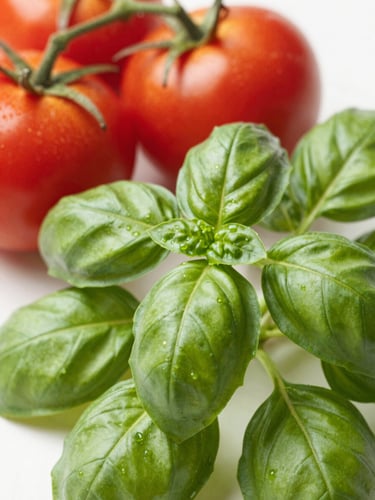 Eye-level close-up of vibrant green basil leaves and fresh red tomatoes on the vine, bright natural morning daylight, soft shadows, 35mm lens