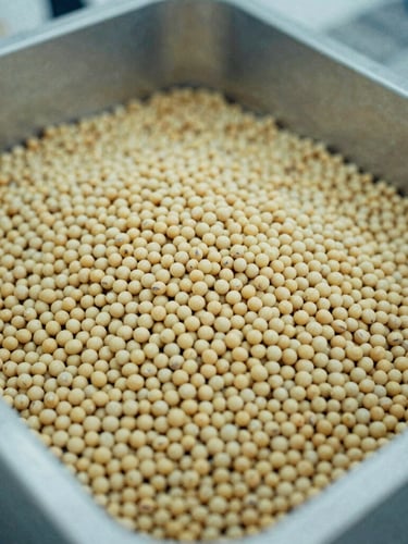 Close-up of raw golden soybean meal sample held in industrial testing container, cool overcast light, desaturated tones, 35mm film