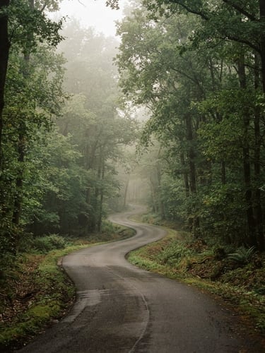 Scenic empty road winding through the lush green Compiègne forest, soft morning mist, atmospheric editorial photography, 35mm