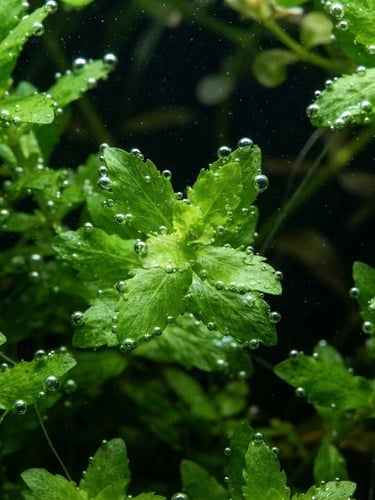 Extreme close-up of vibrant green aquatic leaves underwater with visible oxygen pearling, cool overhead LED lighting, deep shadows, high-detail 35mm