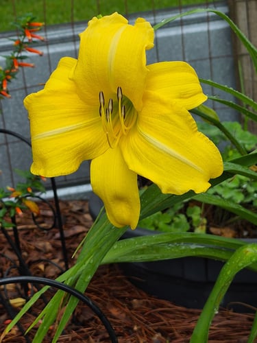 Yellow daylily