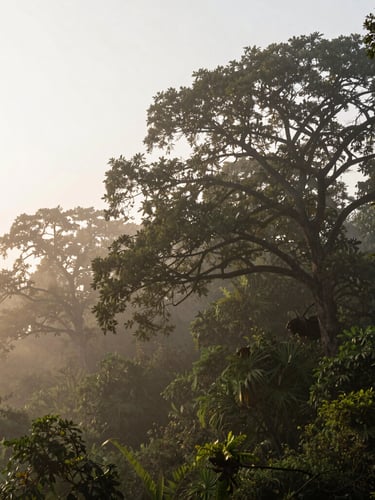 Cinematic wide panoramic shot of a misty morning over the sandalwood canopy bordering the dense Anekal forest, soft golden dawn light filtering through branches, negative space on the left