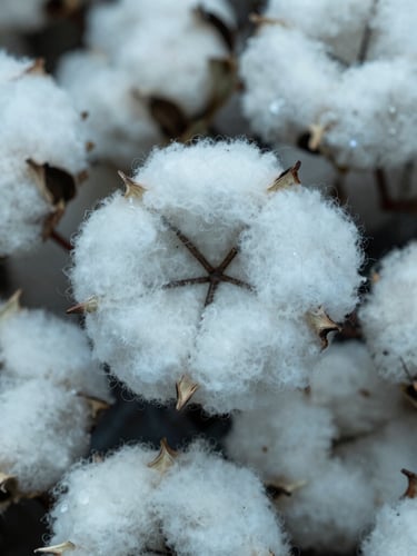 Extreme macro photograph of raw cotton fibers, sharp focus, natural overcast daylight, desaturated steel blue tones, 35mm lens.