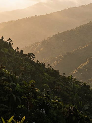 Misty morning in the high-altitude Andes mountains near Medellin, deep green foliage, cinematic travel photography, warm golden-hour light, 35mm