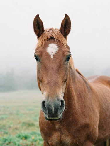 A close-up portrait of a gentle chestnut horse in a misty Pacific Northwest pasture, soft overcast morning light, shallow depth of field, 35mm film