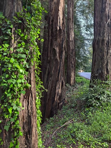 Lost Among Giants – Hyper realistic vector illustration of redwood forest in Big Sur, California