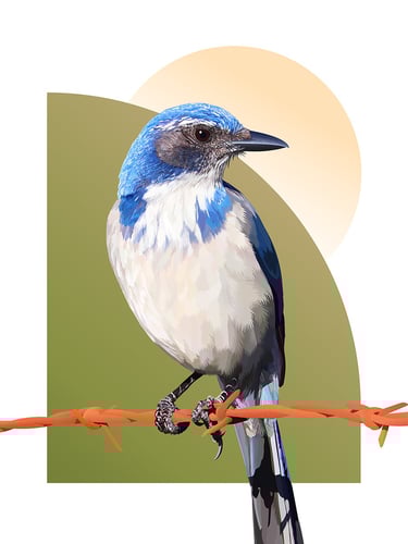 "SAPPHIRE WINGS" California Scrub Jay illustration (vector hyperrealism)