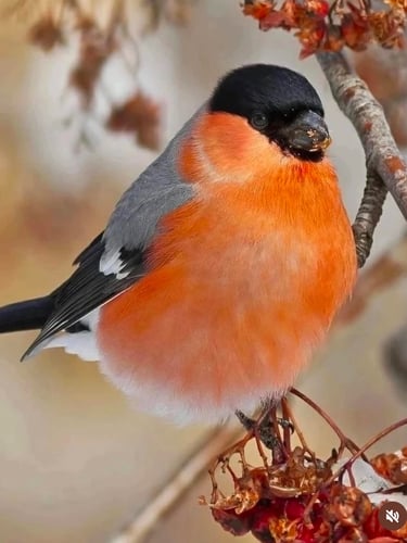 snowbird perched on a tree branch with berries