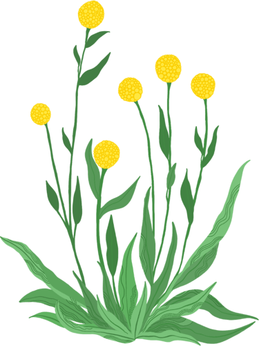 stylized billy balls plant with green leaves and stem with 6 flowers