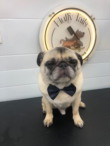 a pug dog wearing a bow tie at fluffy tails