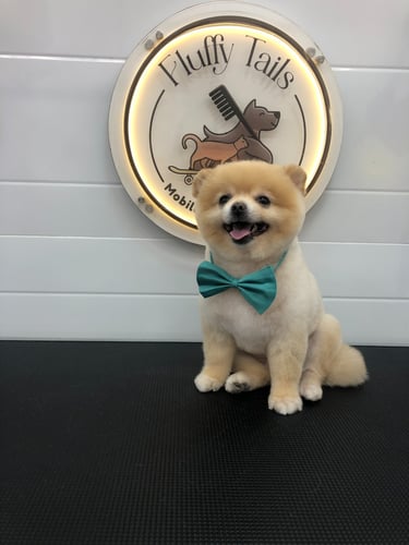 a dog wearing a bow tie after groomed by Fluffy Tails