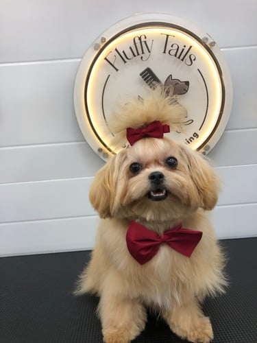 smoothly groomed dog wearing a bow tie and a red bow tie