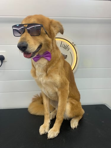 a dog wearing sunglasses and a bow tie, groomed with fluffy tails