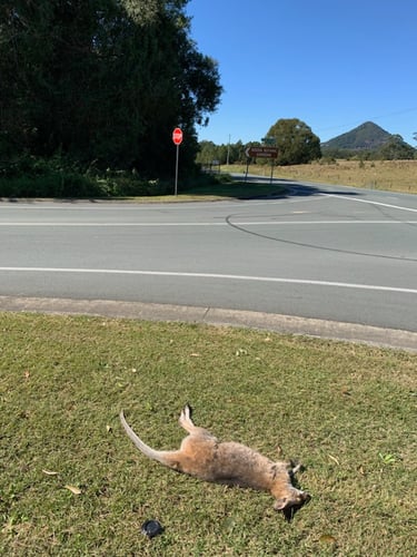 Kangaroo killed on Swift Drive