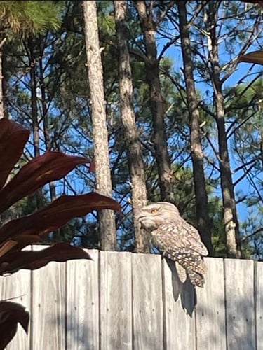 Tawny frogmouth near pine forest