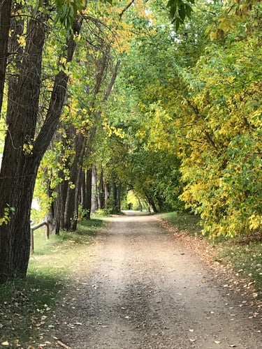 Forest pathway