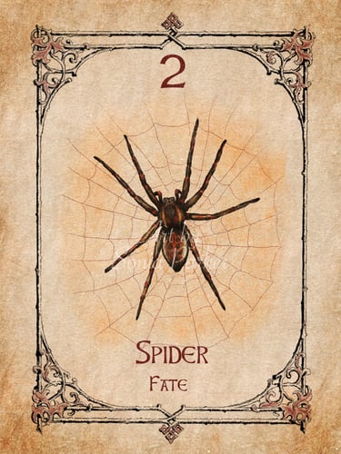 Spider card from the animal spirit oracle deck