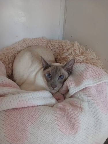 blue point siamese boy who needs a loving home