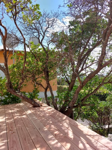 Lames de terrasse intégration tronc d'arbre naturel et végétation