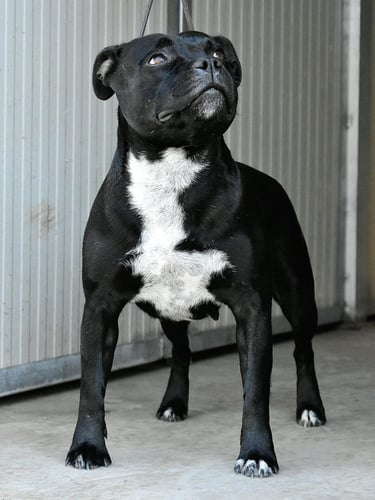 Diva, Femmina di Staffy nero presso Allevamento Grecalestaffs