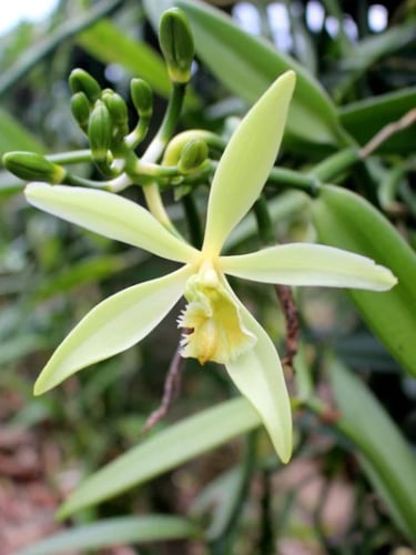 Close-up of a white vanilla orchid flower for a culinary trivia challenge about the origins of a natural vanilla bean.