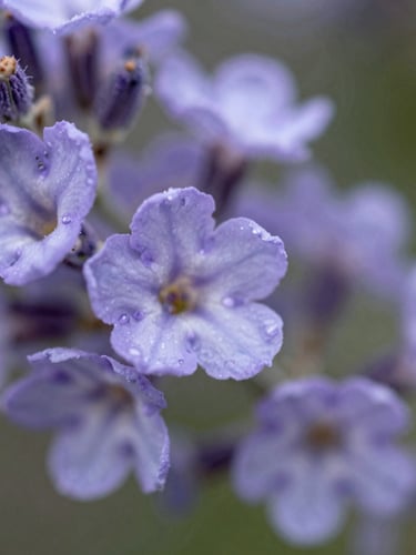 Macro photograph of a lavender Syringa flower in soft, diffused Pacific Northwest daylight, showcasing delicate petals and rich natural textures, shallow depth of field.