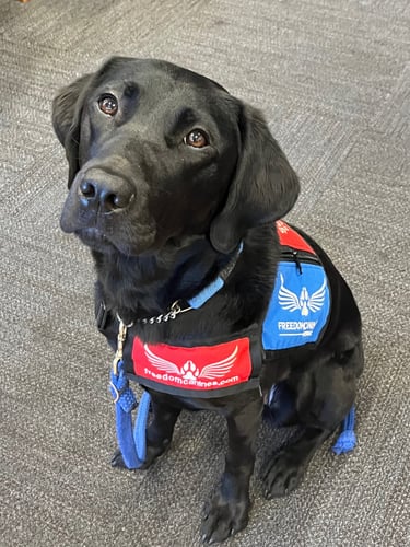 a facility dog stares into the camera