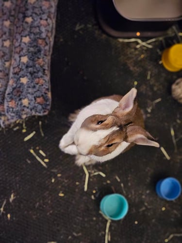 a rabbit rabbit sitting on a floor with a cat