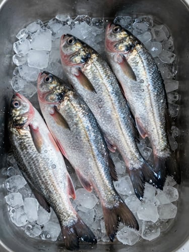 Extreme close-up overhead flat-lay of whole fresh fish arranged on crushed ice over stainless steel, water droplets visible on silver scales, cool diffused studio light rendering every texture with clinical precision — no warmth, no shadow, no staff