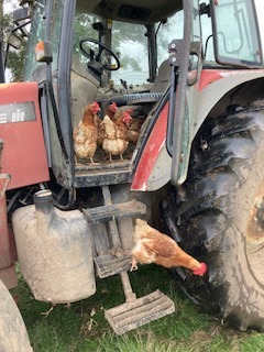 Three chooks standing in the footwell of a tractor, one jumping down from the second step 