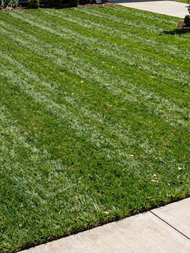 Slightly elevated angle overlooking a residential lawn, clean mow lines visible across full turf width, trimmed property edge along a concrete path, mid-morning daylight with crisp shadow detail, no people present, finished working condition