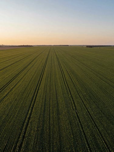 Wide-angle drone aerial of vast green soybean fields stretching to the horizon under golden hour sunset lighting, clean geometric crop lines