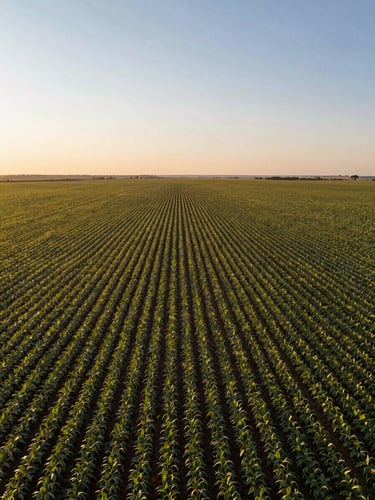 Wide-angle drone aerial shot of vast, high-scale soybean plantations in Mato Grosso during golden hour, sharp geometric planting lines stretching to the distant flat horizon, warm sunlight.