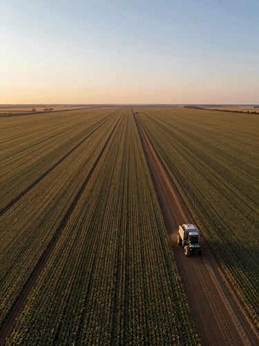 Drone aerial view of a vast, flat soybean plantation in Mato Grosso during golden hour, showing precise boundary lines and high-scale agricultural machinery tracks, low horizon, expansive sky.