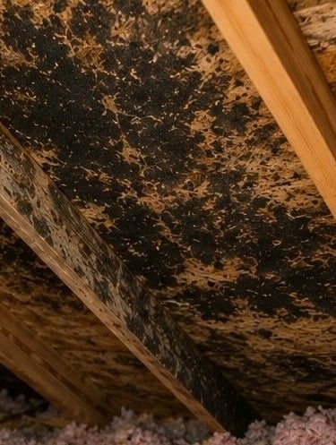 extensive mold growth covering attic roof decking and wooden rafters in Colorado Springs home caused by poor ventilation