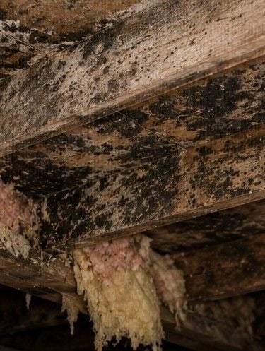 extensive mold growth covering wooden joists and insulation inside crawl space of Colorado Springs home requiring