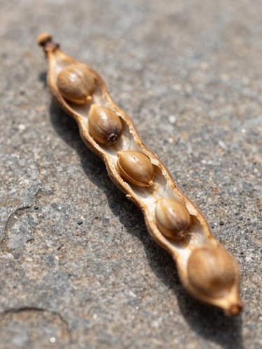 Extreme close-up of a single mucuna pruriens pod split open on a warm gray stone surface, seeds visible inside, diffused natural daylight raking from the left, tight portrait frame, no labels or text, botanical detail emphasized
