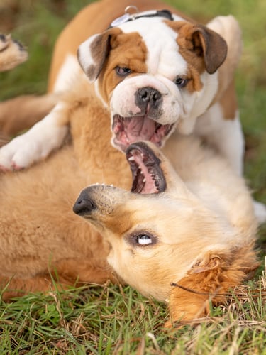 séance d’école du chiot en petit groupe à cestas