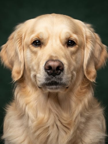 Symmetric close-up portrait of a clean Golden Retriever against a deep pine green background, sharp focus, soft studio lighting, 35mm