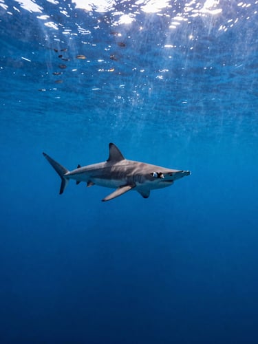 Cinematic wide-angle underwater photograph of a schooling hammerhead shark in deep blue oceanic water with sun rays piercing the thermocline